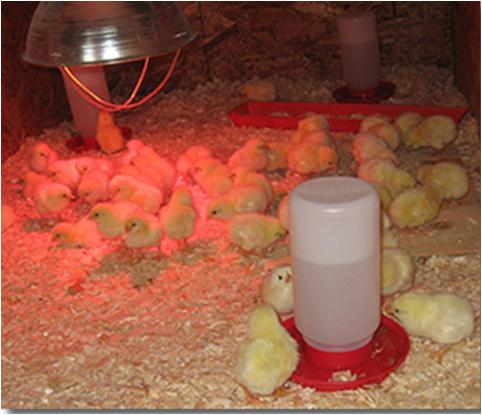 Recommended Brooding Duration for Chicks with Temperature Requirement